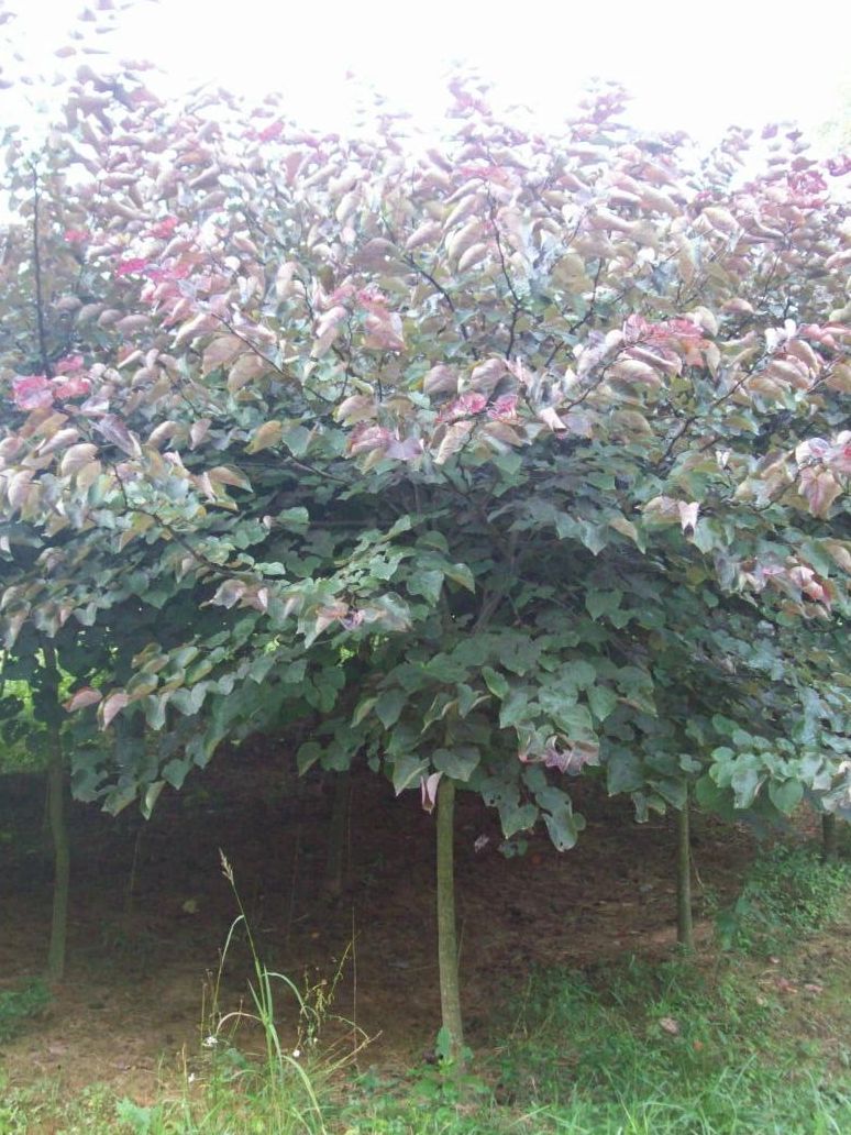 Cercis The Rising Sun Eastern Redbud - Sugar Creek Gardens