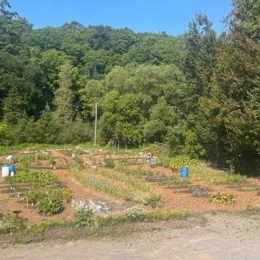 Community garden with plants and trees under clear sky.