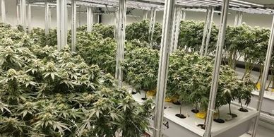 Canna Pod, Accredited 420 Insurance, AESSENCE Automated Grow System, Sea of Green, Turn Key Cannabis