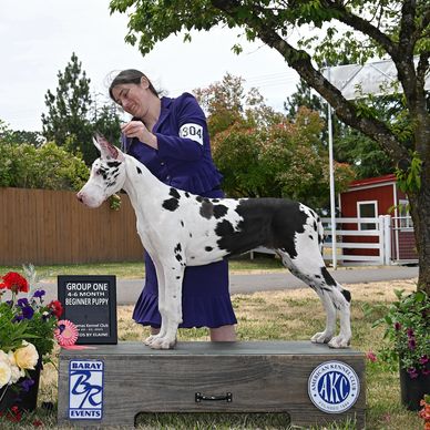 Woman presenting a harlequin Great Dane puppy at a dog show event.