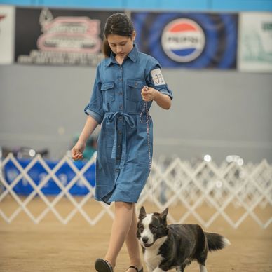 A girl in a blue dress walks a black and white dog indoors.