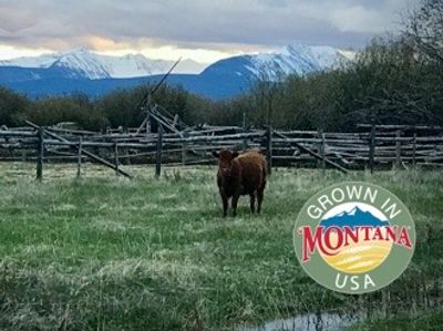 Eagle Rock Ranch, Cattle Pasture, Wise River Montana