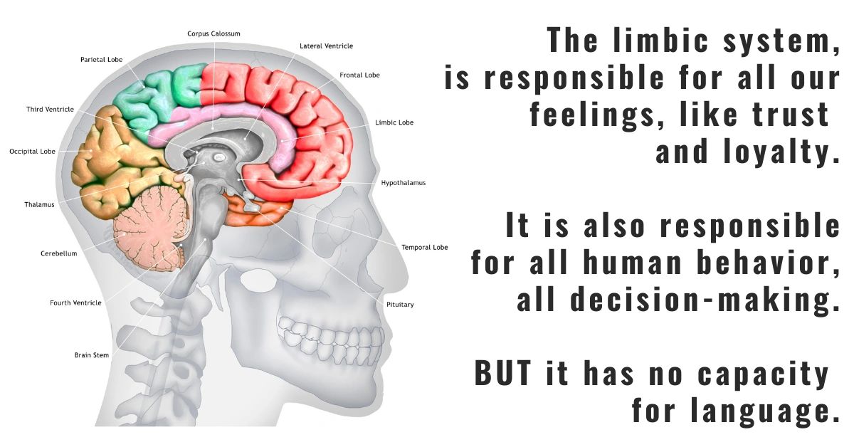 The Limbic System is responsible for all our feelings, like trust and loyalty. It is also responsible for all human behaviour, all decision-making. But it has no capacity for language.