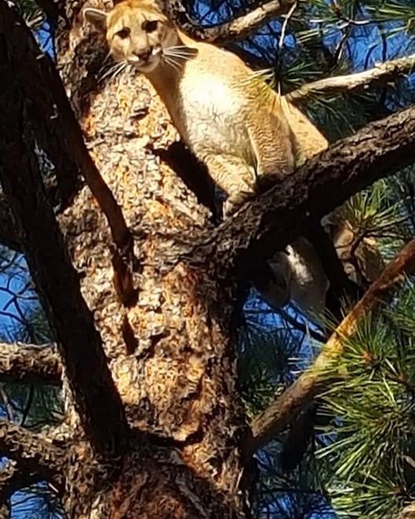 Mountain lion perched on a tree branch in daylight.