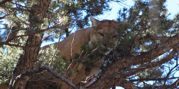 A cougar resting among tree branches on a sunny day.