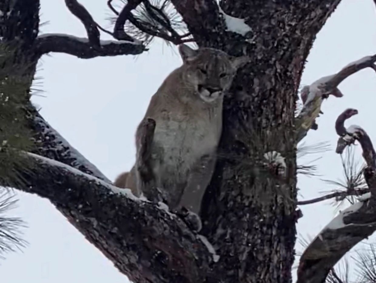 A mountain lion perched on a snowy tree branch.