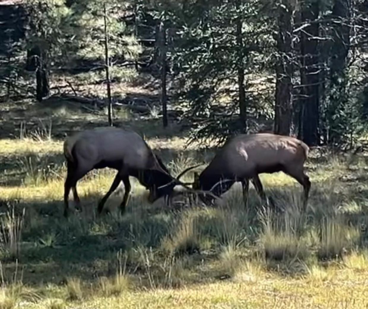 Two elk locking antlers in a forest clearing.