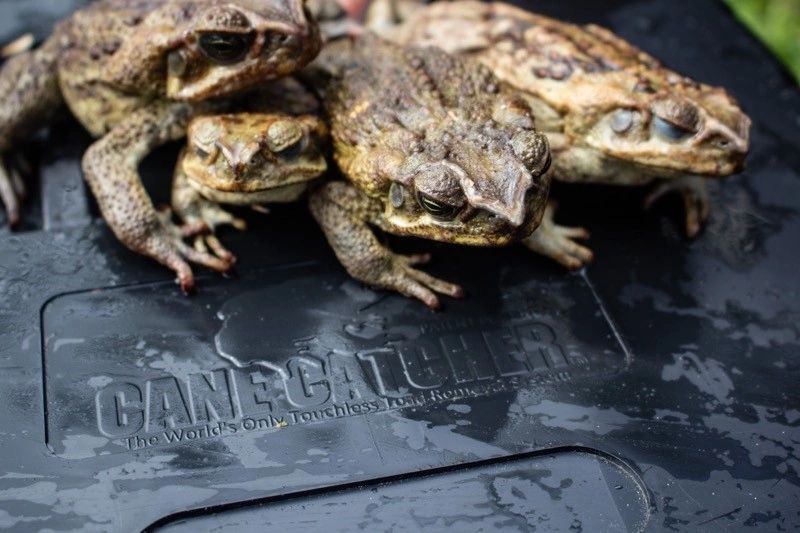 Cane Catcher, Inc. - Cane Toad, Bufo Toad, Cane Toad Trap