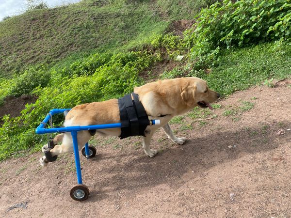 Dog wheelchair