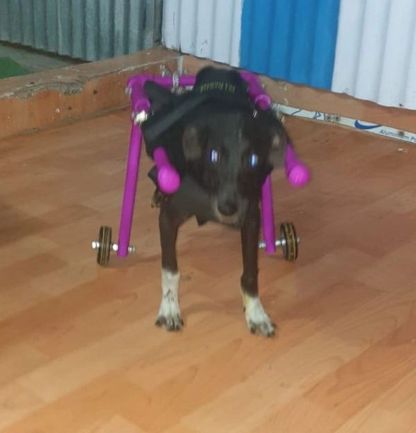 Wheelchair for puppy
