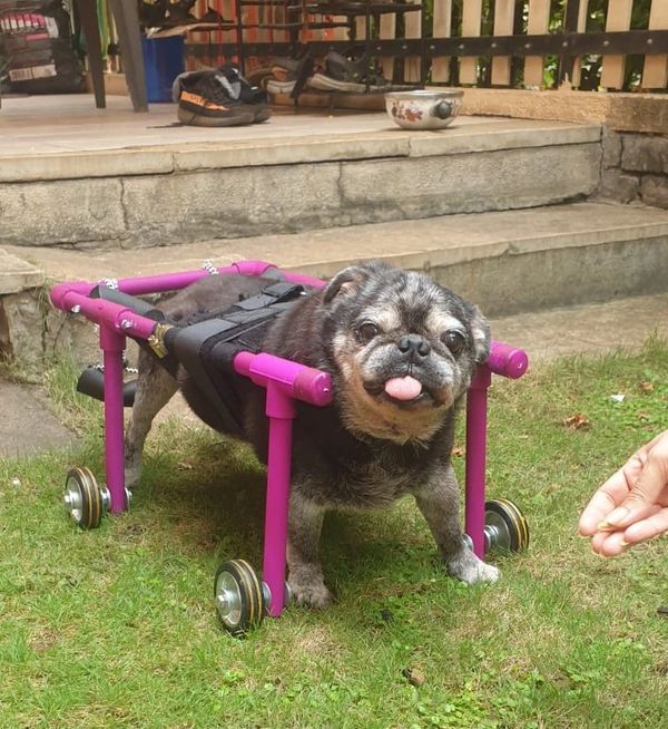 Dog four wheeler