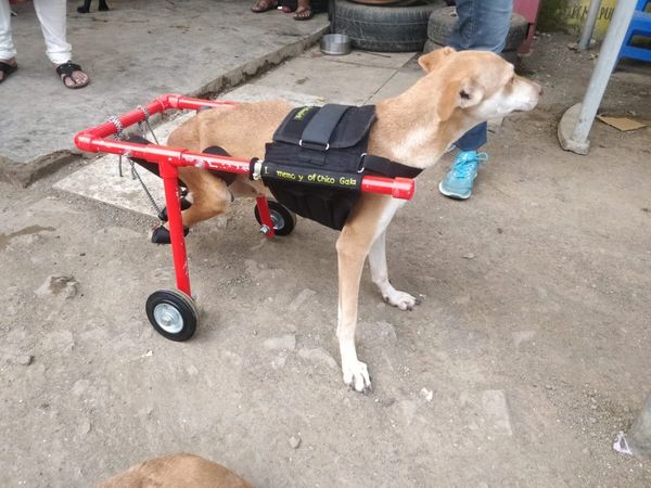 Dog wheelchair