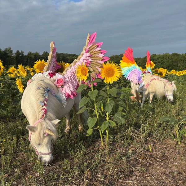 Two white ponies with colorful wings grazing in a sunflower field.