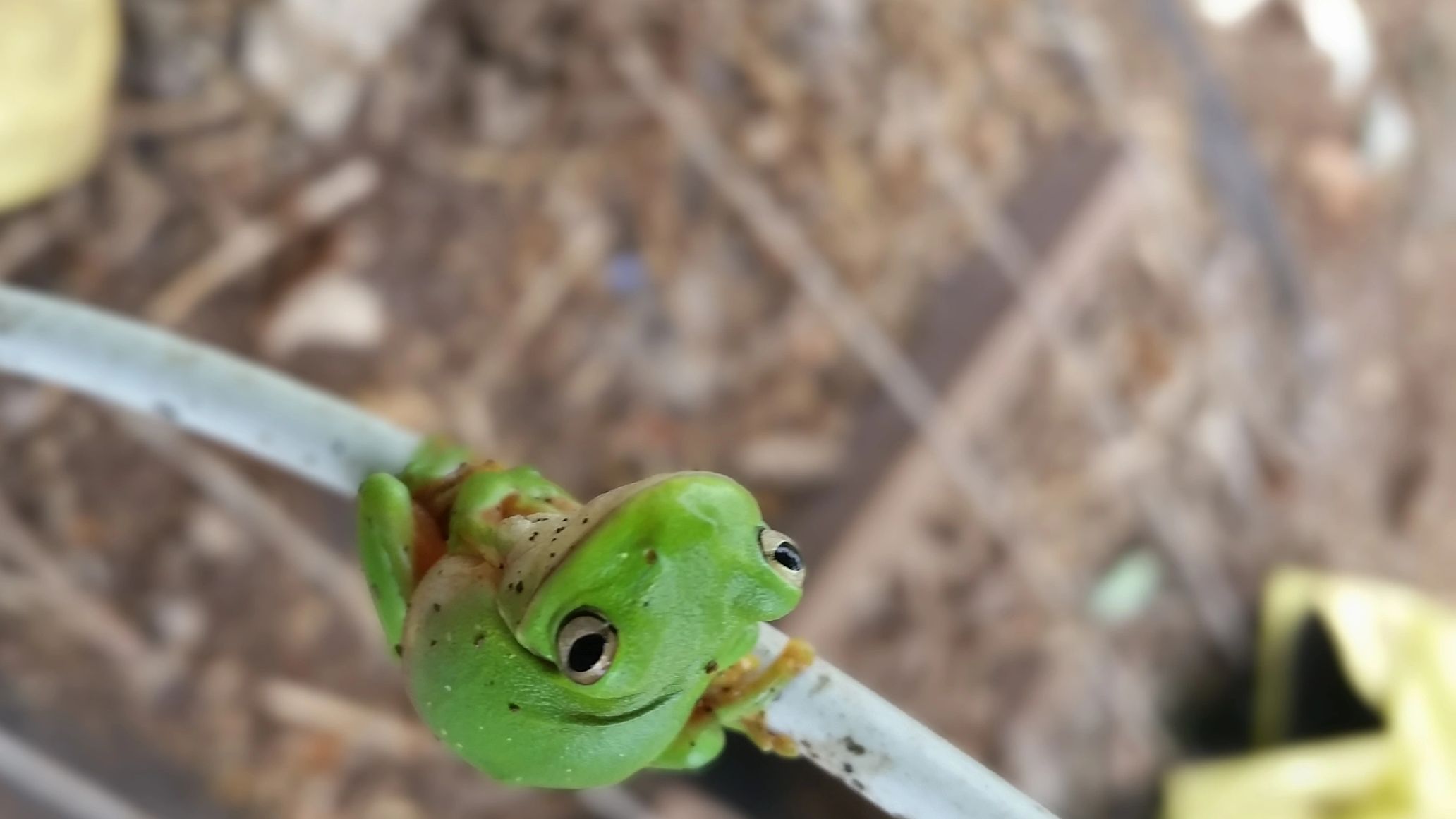 Green tree frog on irrigation pipe at the home of Fruitessence, the Yungaburra Raspberry Farm