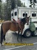 trailersandtack.com