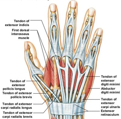 Extensor Tendonitis: What It Is, Causes & Treatment