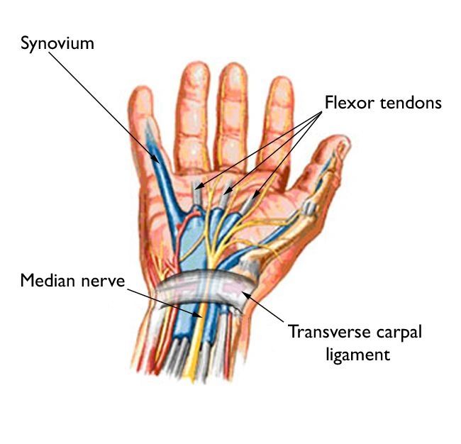 wrist flexor tendons
