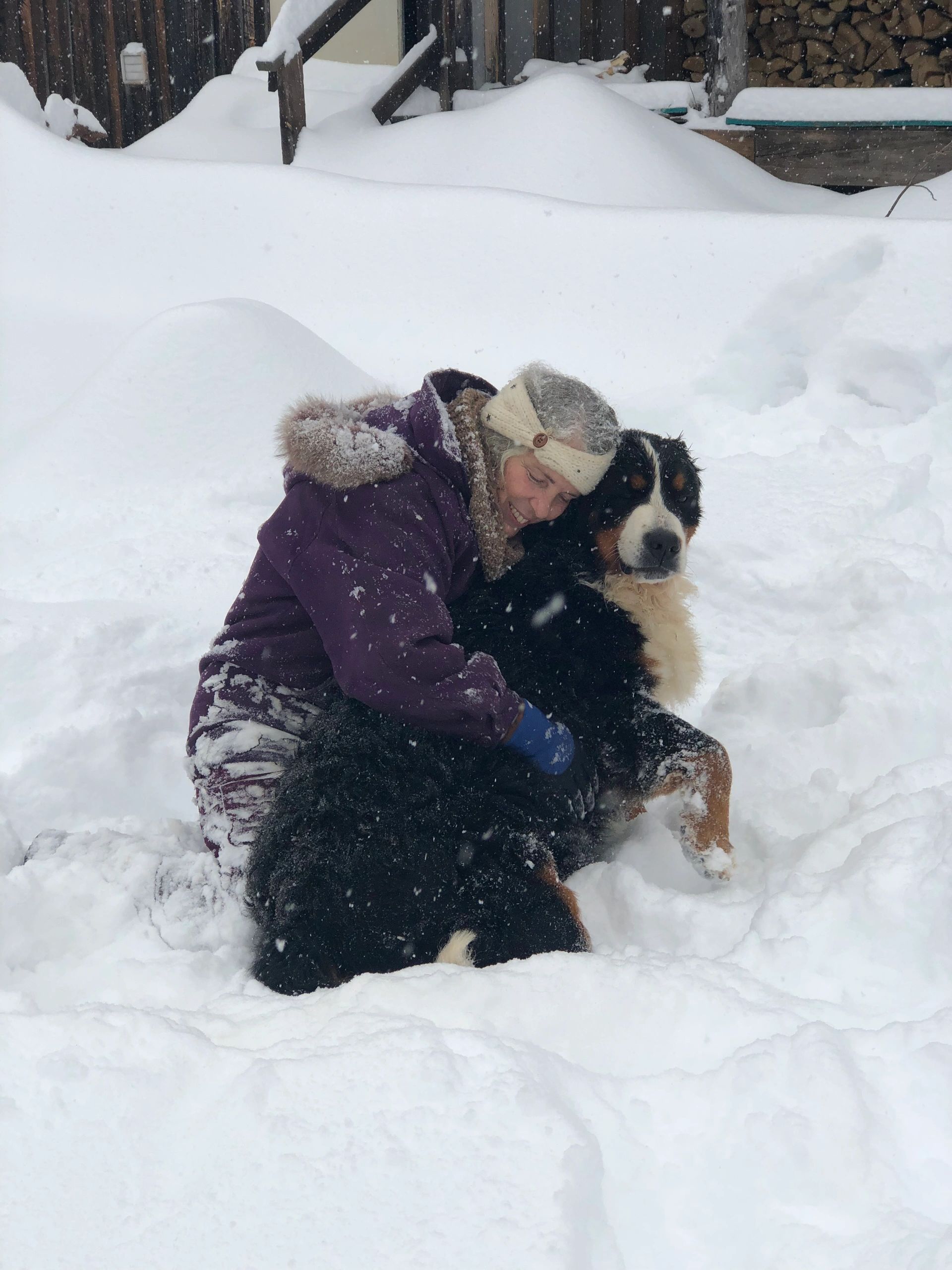 AKC Registered Bernese mountain dog puppies for sale