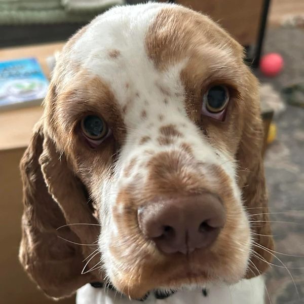 Close-up of a brown and white puppy with soulful eyes.