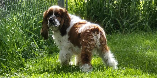 A fluffy brown and white dog standing on grass near a fence.
