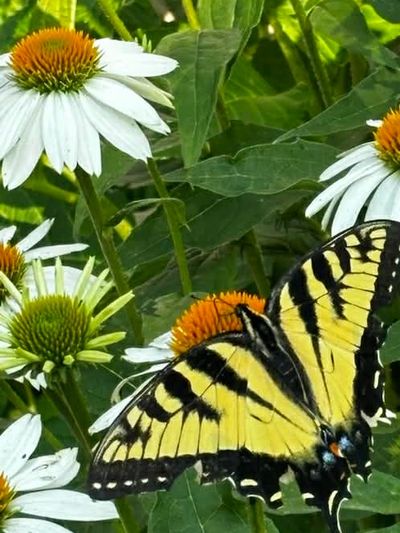 a swallowtail butterfly on a daisy