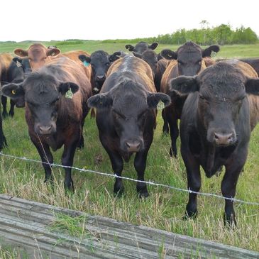 A group of black cows standing behind a fence in a green field.