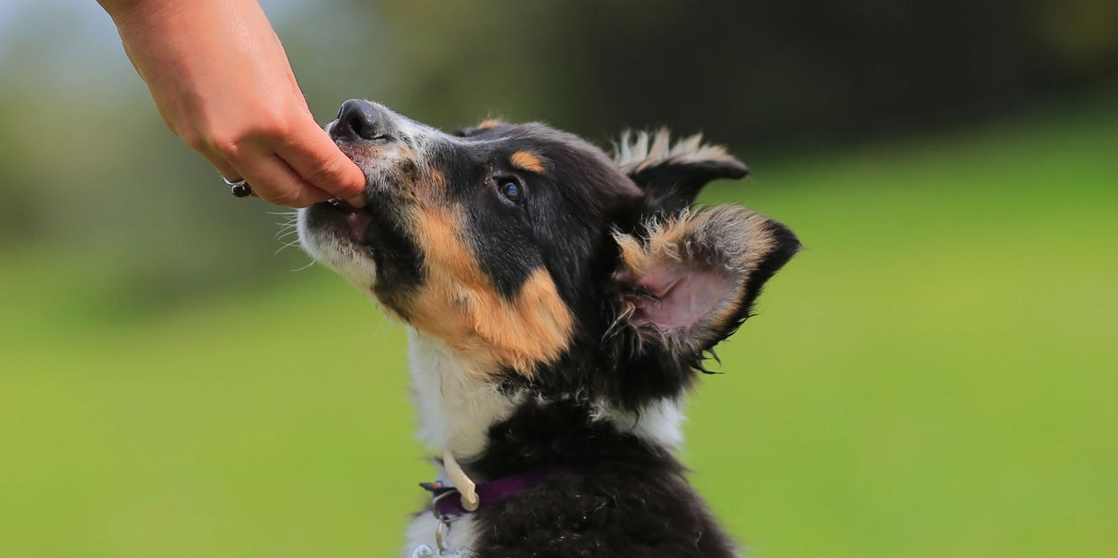 A hand giving a puppy a treat