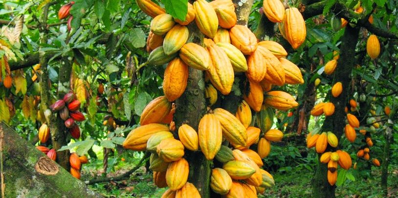 Cacao Trees