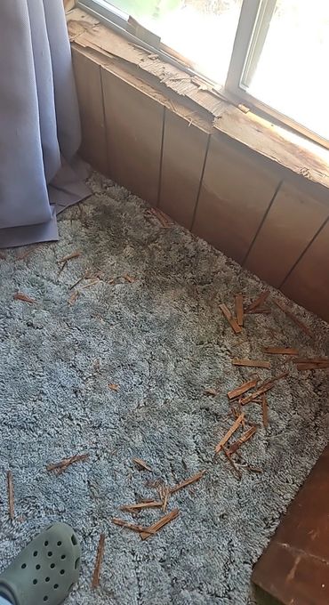 Damaged wooden window sill with wood splinters on carpet below.