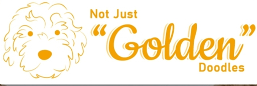 Not Just "Golden" Doodles