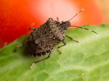 Stink Bug