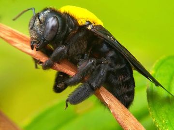 Carpenter bees