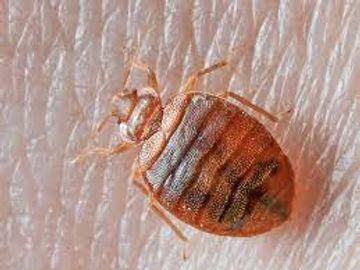 bed bug treatment