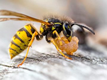 yellow jacket extermination