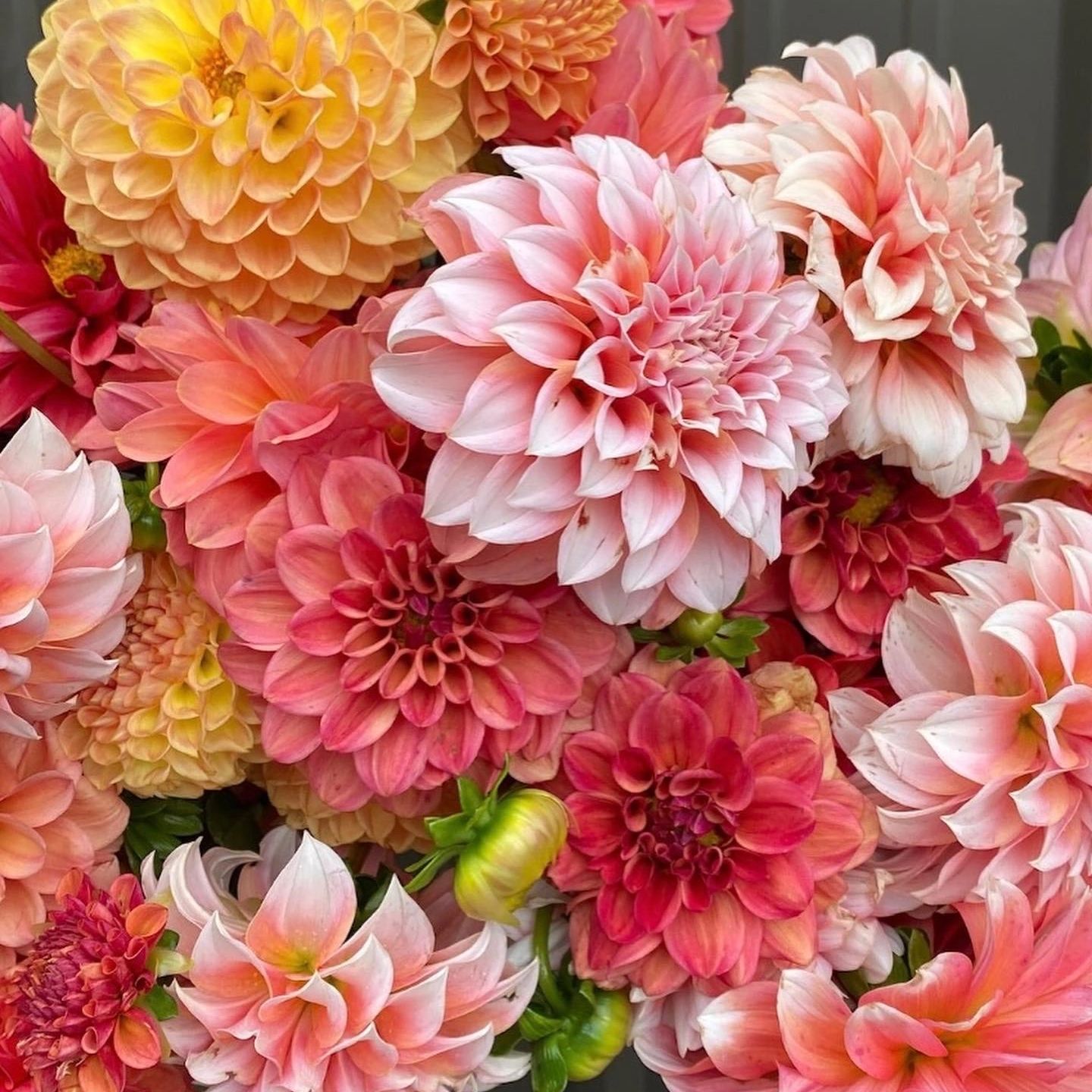 ALL DAHLIA ORDERS WILL SHIP IN SPRING AFTER DANGER OF FREEZING 