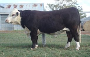 ALLENDALE WASHINGTON (C77) - Dalkeith Herefords Cassilis NSW