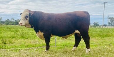 TOBRUK REGENT (R010)