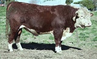 Dalkeith Gigolo (G034) - Dalkeith Herefords Cassilis