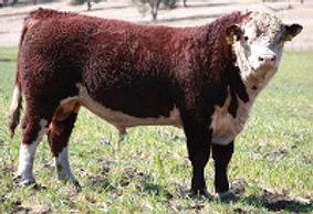 Dalkeith Gin (G037) - Dalkeith Herefords Cassilis