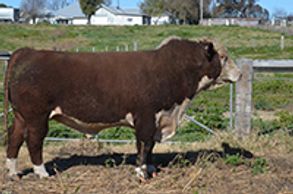 Dalkeith Homo (H053) - Dalkeith Herefords Cassilis