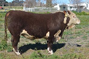 Dalkeith Humdinga (H208) - Dalkeith Herefords Cassilis