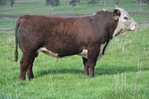 DALKEITH KAKADU (K013) - Dalkeith Herefords Cassilis