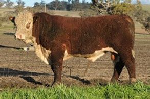 DALKEITH KERMIT (K021) - Dalkeith Herefords Cassilis