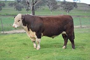 DALKEITH KIWI (K051) - Dalkeith Herefords Cassilis