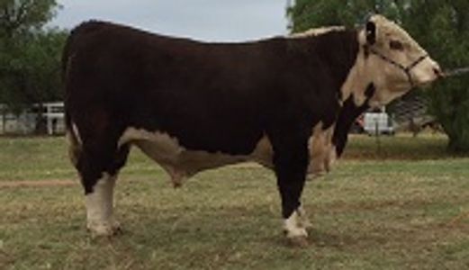 GUNDONGS KENTUCKY (K41) - Dalkeith Herefords Cassilis NSW