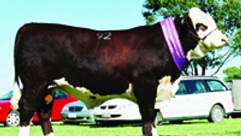 MARKOWEN INTRUDER (Z33) - Dalkeith Herefords Cassilis NSW