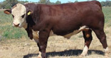 MARKOWEN BROKER (B030) - Dalkeith Herefords Cassilis NSW