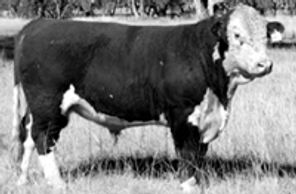 TYCOLAH CHIEF (Y62) - Dalkeith Herefords Cassilis NSW