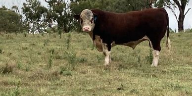 MORGANVALE RADIANT R73 - Dalkeith Poll Herefords Cassilis New South Wales