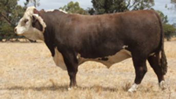 YAMBRO CONRAD (B88) - Dalkeith Herefords Cassilis NSW